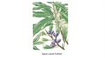 SPICE LAUREL EXTRACT