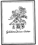 GOLDEN CHINA-ASTER