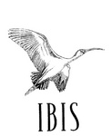 IBIS