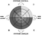 SYSTEME CORTICAL SYSTEME LIMBIQUE MODE GAUCHE MODE DROIT